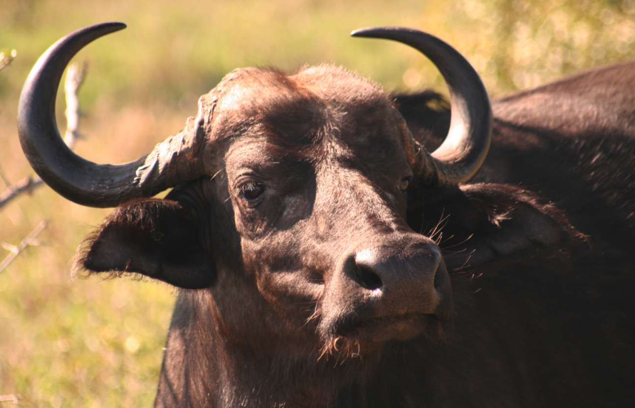 Buffalo