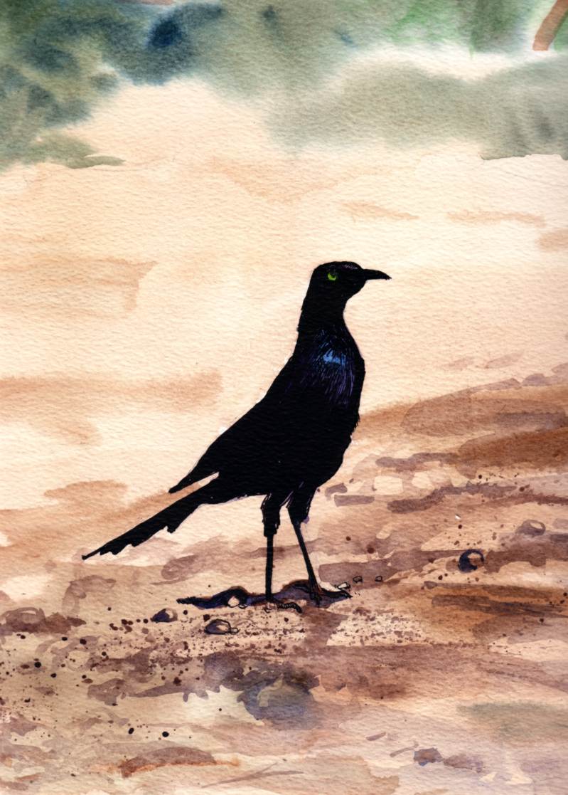 African Starling